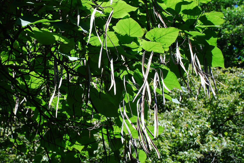 Orto Botanico_092.JPG - CATALPA